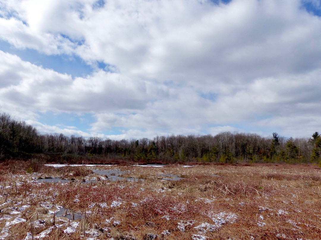 Saul Lake Bog Nature Preserve景点图片