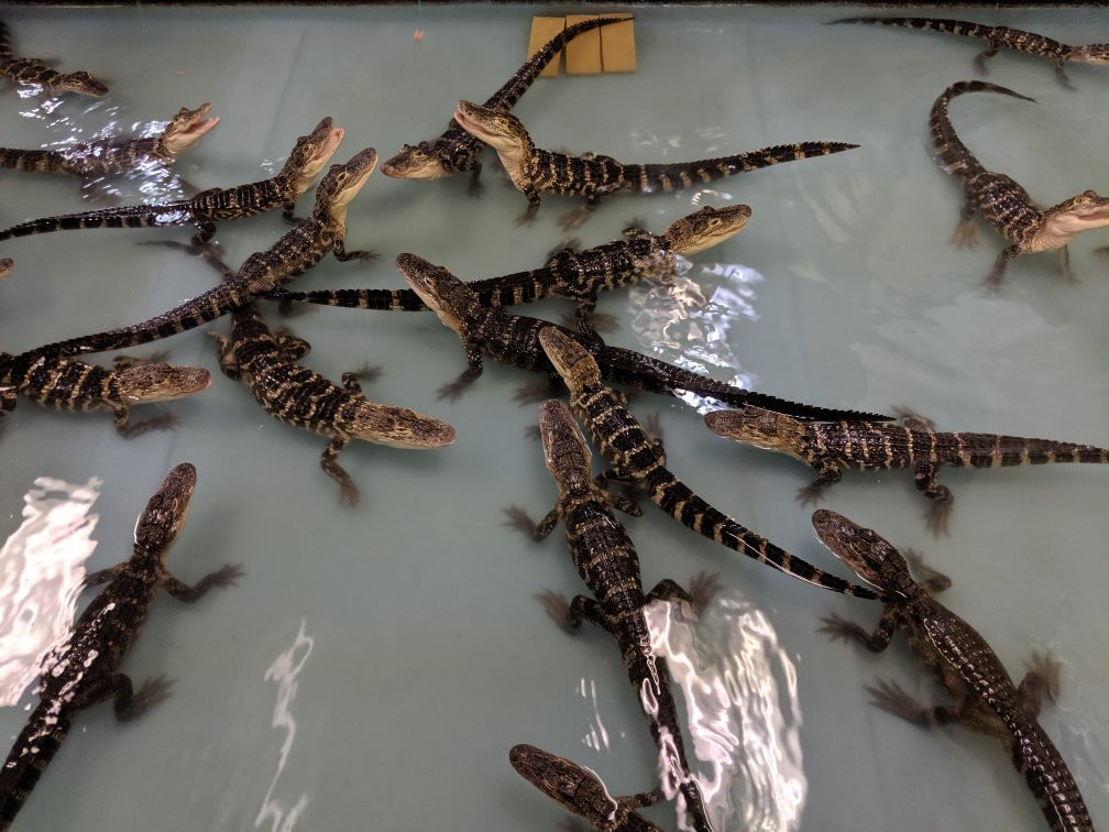 Alligator & Wildlife Discovery Center景点图片