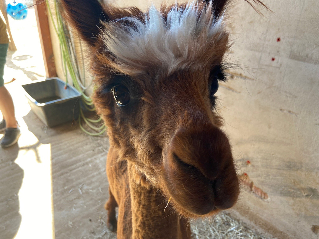 Nonies Hof Alpakahof