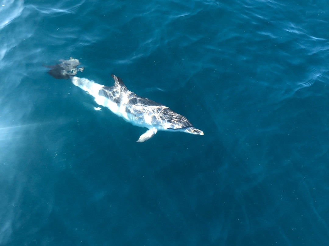 Dolphin Safari景点图片