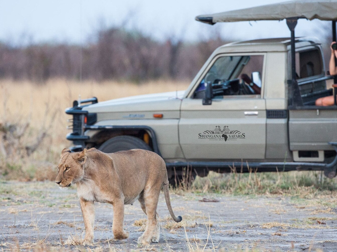 Shangana Safaris Okavango Botswana景点图片