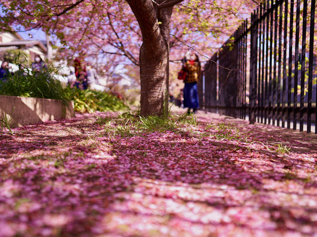 Yodoryokuchi Park-京都市必去景点