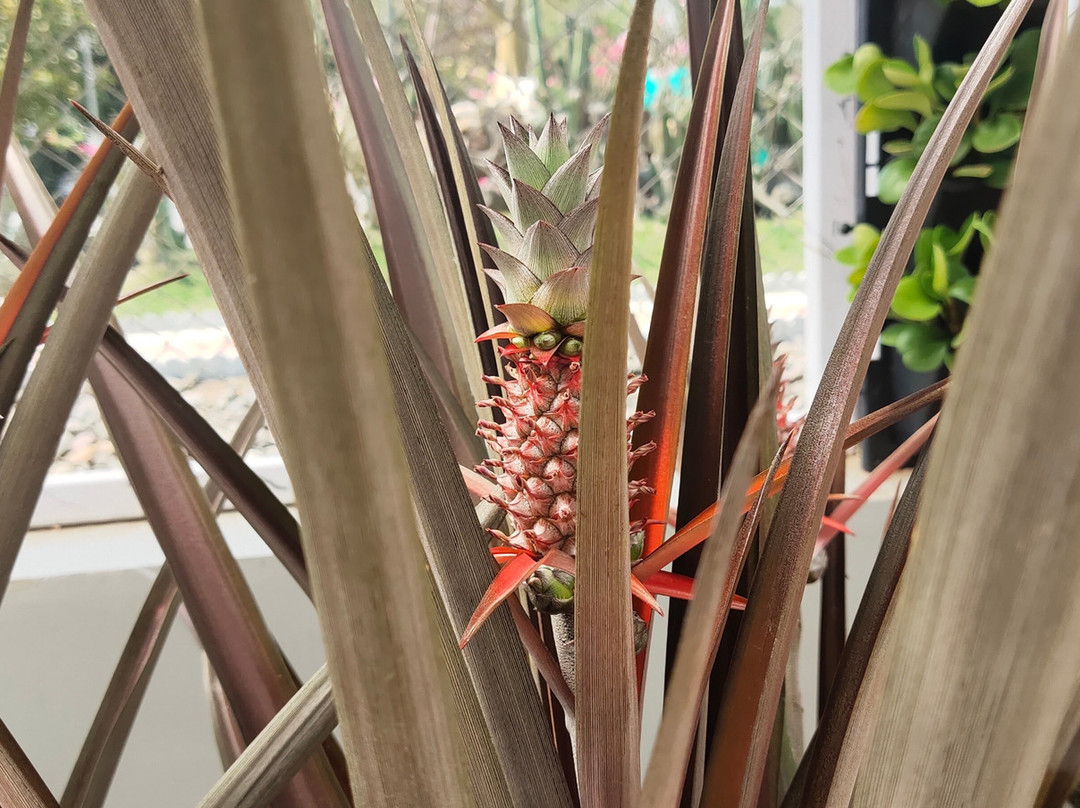 Cactus Garden-Kevadia必去景点
