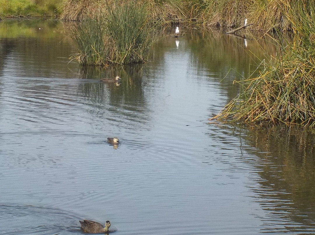 Elsternwick Park Nature Reserve景点图片