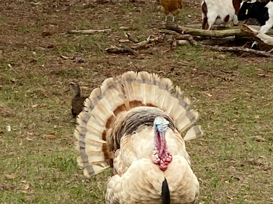 Gan Eden Farms-Live Oak必去景点