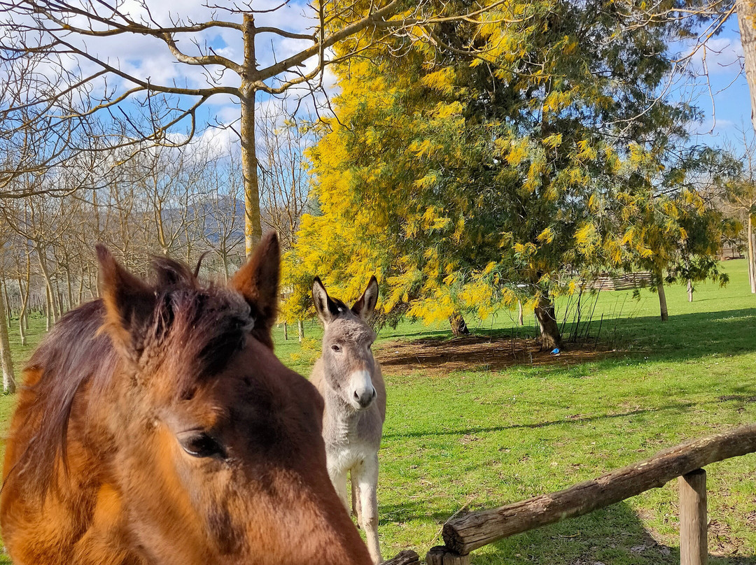 Agriturismo Le Bacche Di Ginepro-Frasso Telesino必去景点