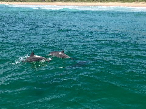 Amaroo Cruises-福斯特必去景点