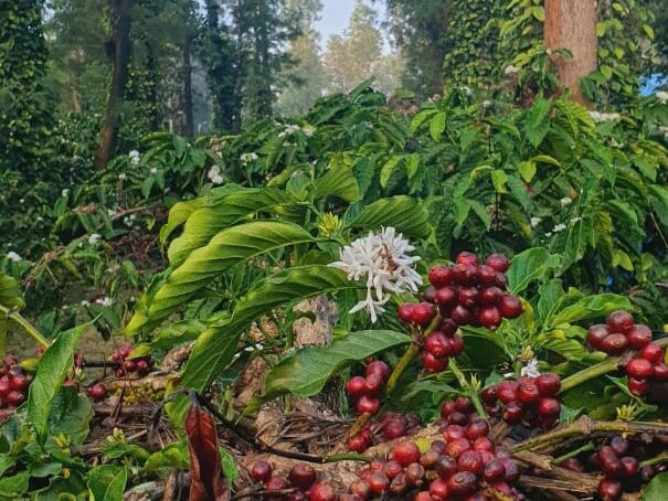 Sakaleswara Temple-Sakleshpur必去景点