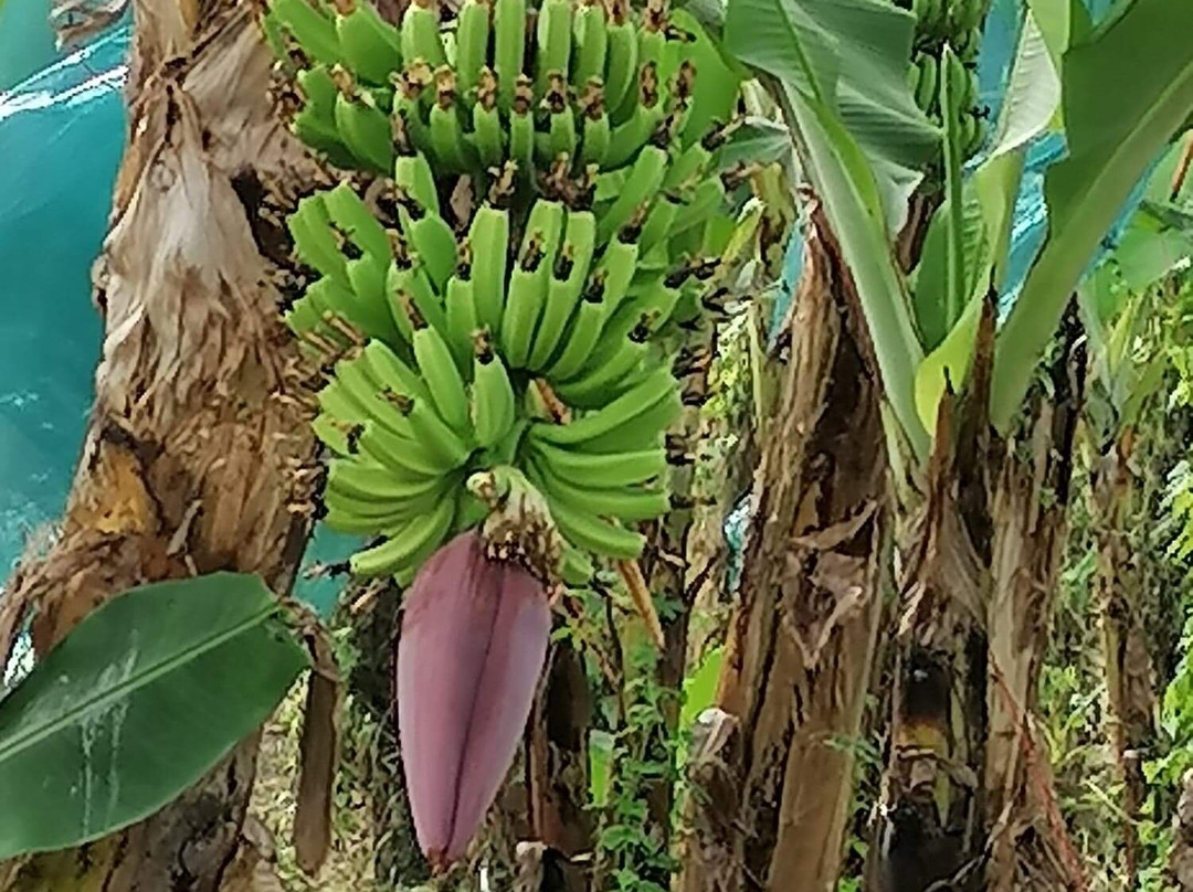 Visit Belfort MQ-Le Lamentin必去景点