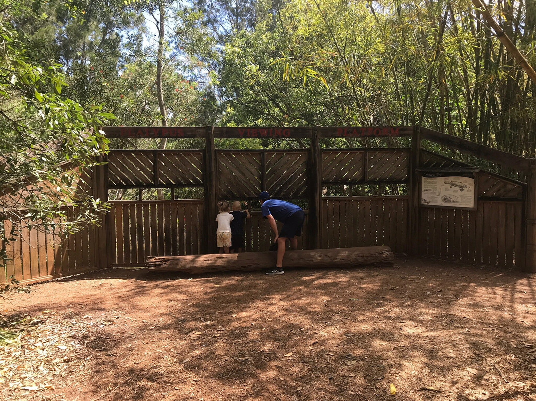 Yungaburra Platypus Viewing Platform-Yungaburra必去景点