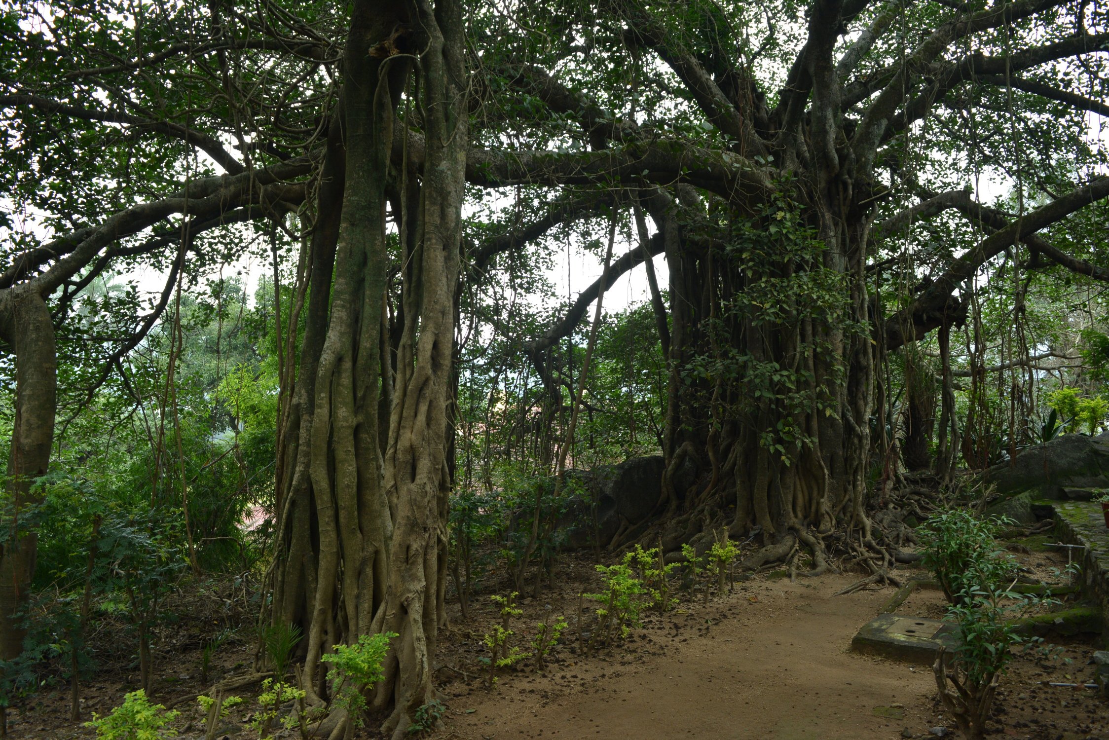 WelcomHeritage Connaught House-酒店景观