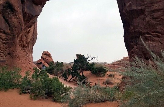 Pine Tree Arch-拱门国家公园必去景点