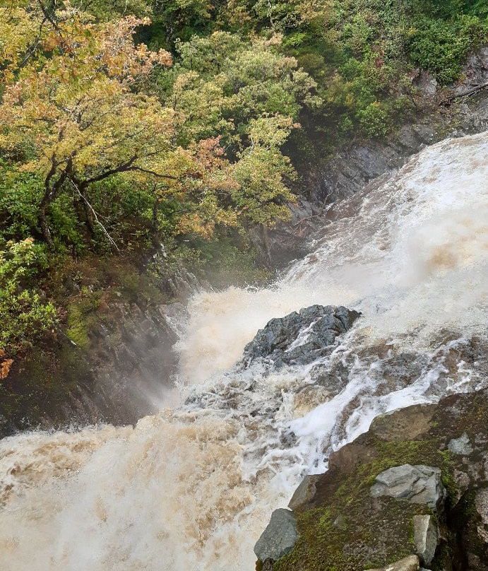 Coed y Brenin Forest Park景点图片