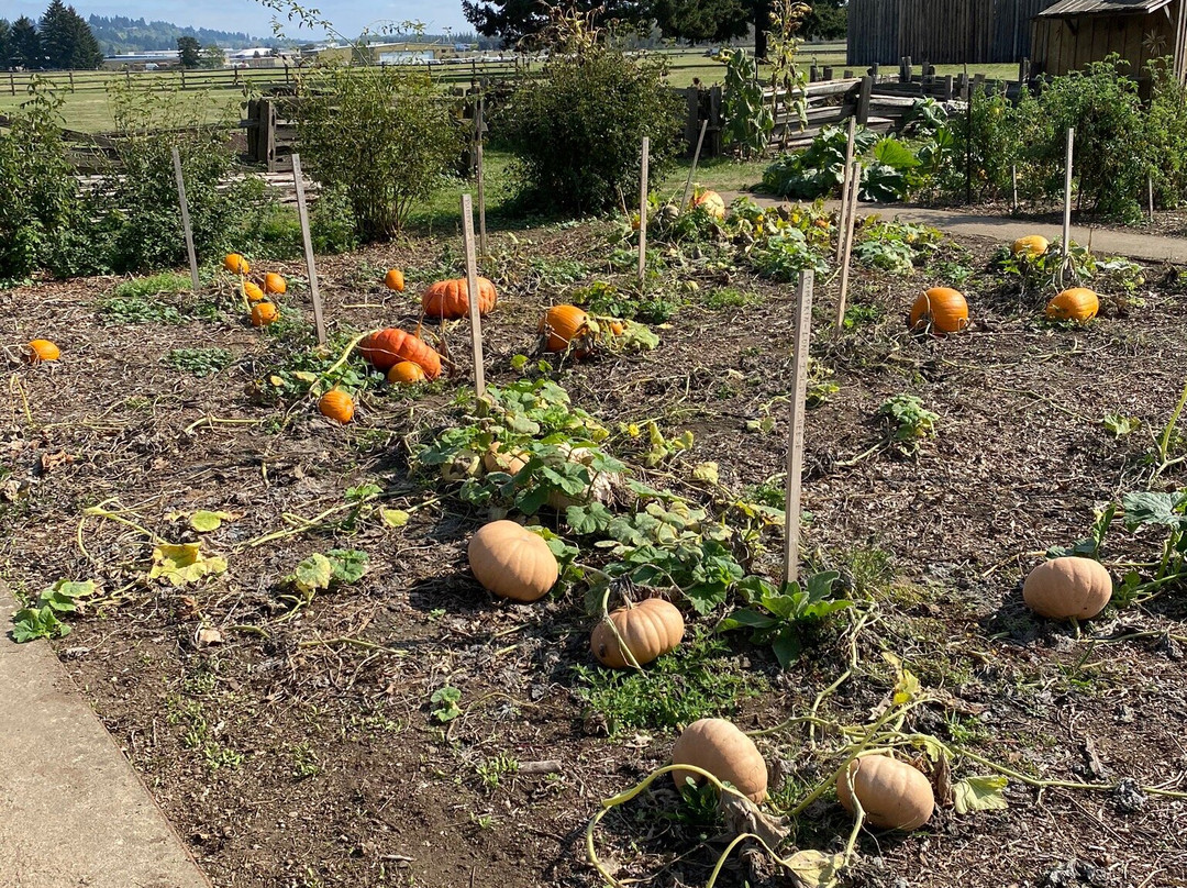 Fort Vancouver National Historic Site Garden景点图片