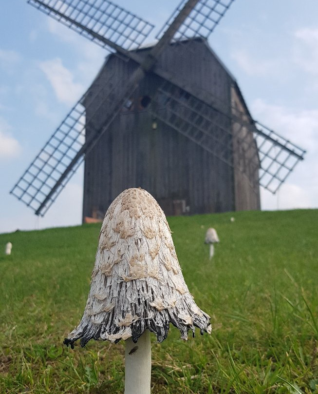 Windmill in Ręboszewo景点图片