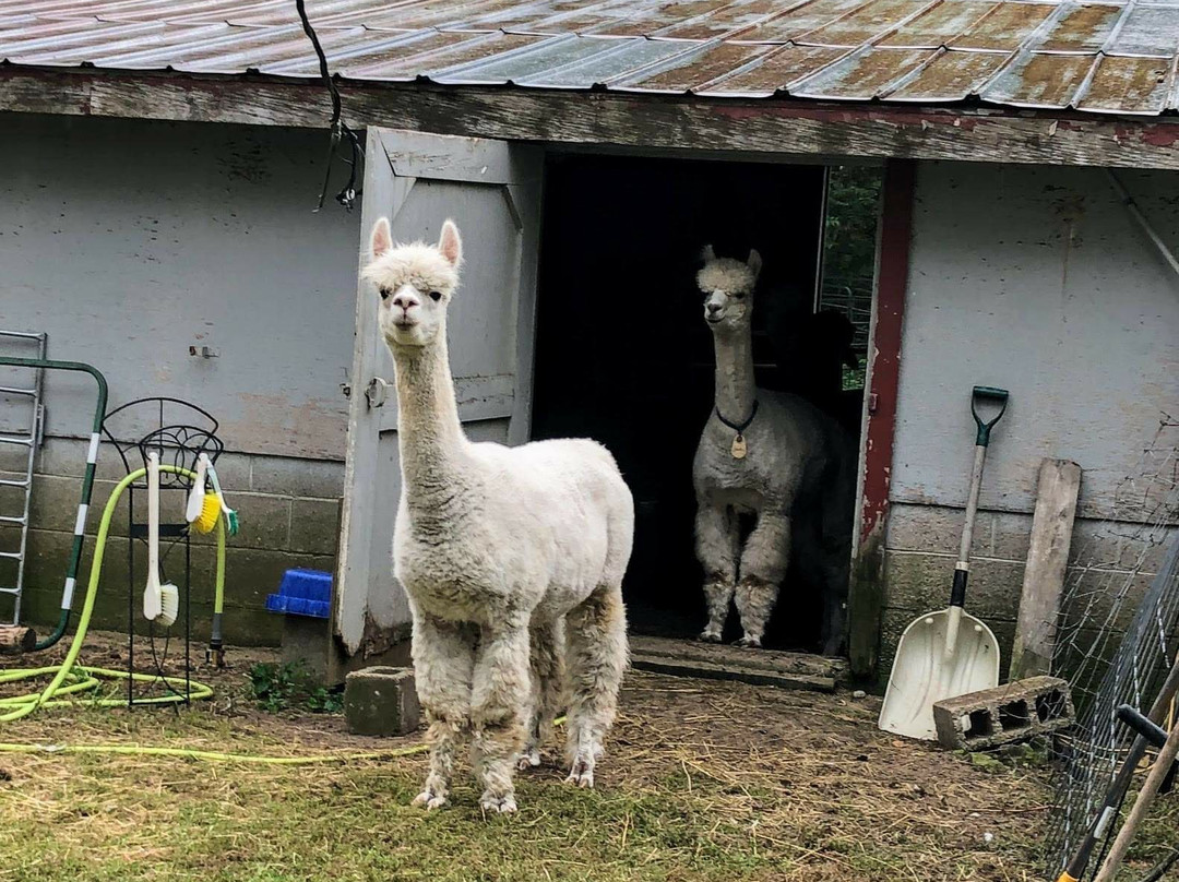 Frost Farm Alpacas