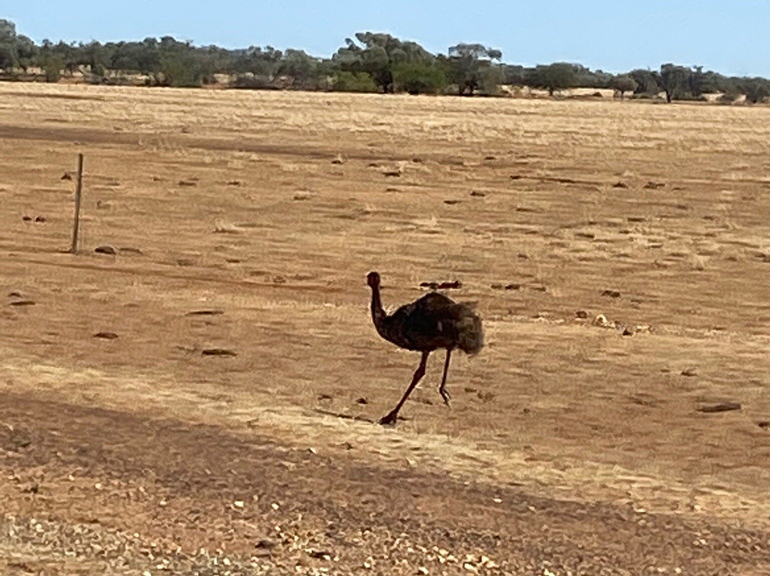 Red Dirt Tours-Winton必去景点
