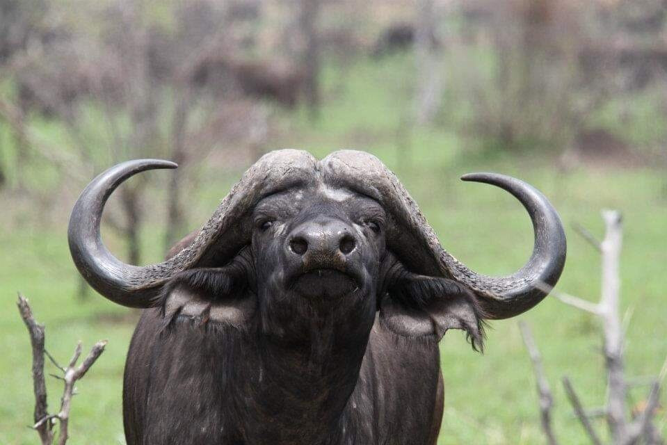 Just Safaris-伊丽莎白港必去景点