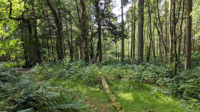Braidwood Pond-Braidwood必去景点