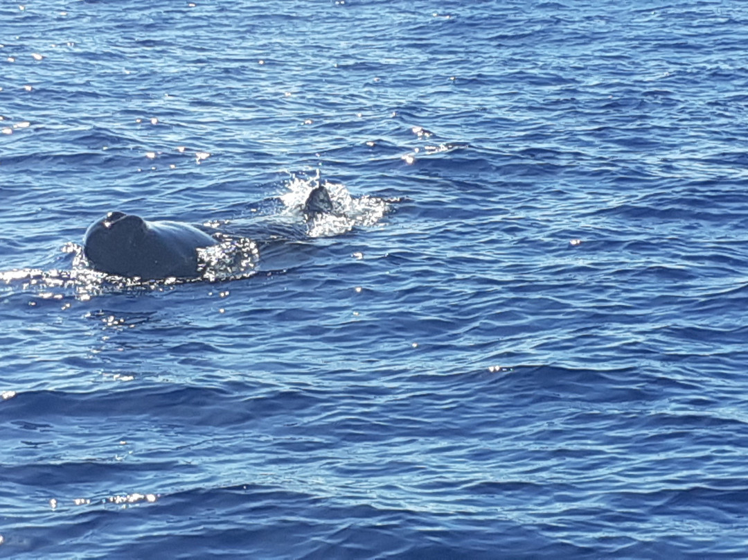 Shelltone Whale Project-Pointe-Noire必去景点