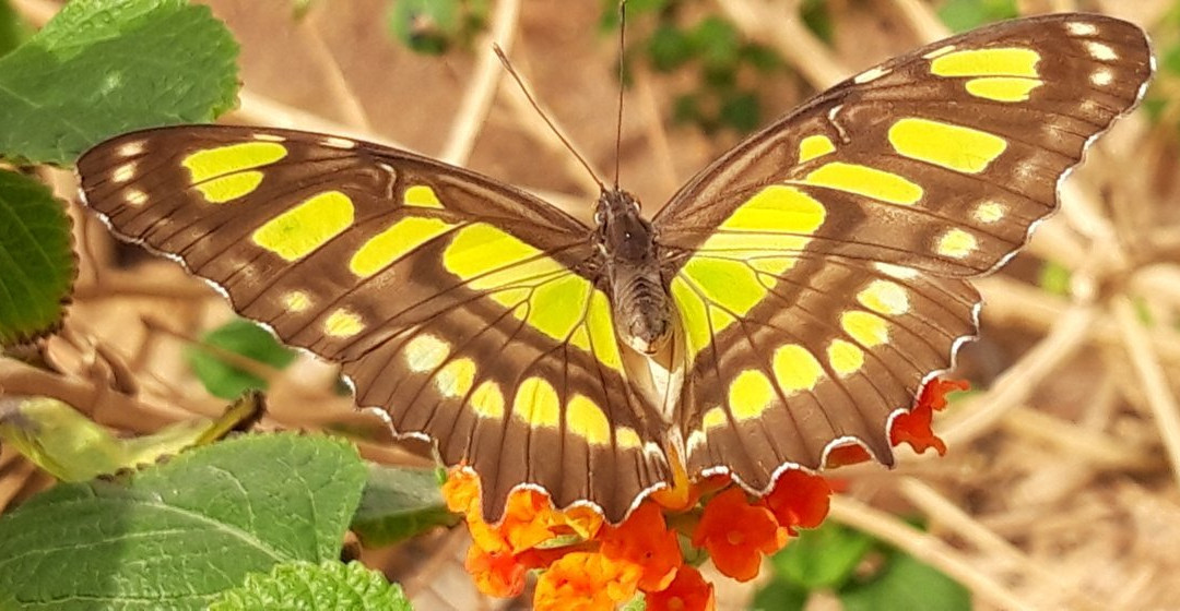 Mariposario de Níjar S.L-Nijar必去景点