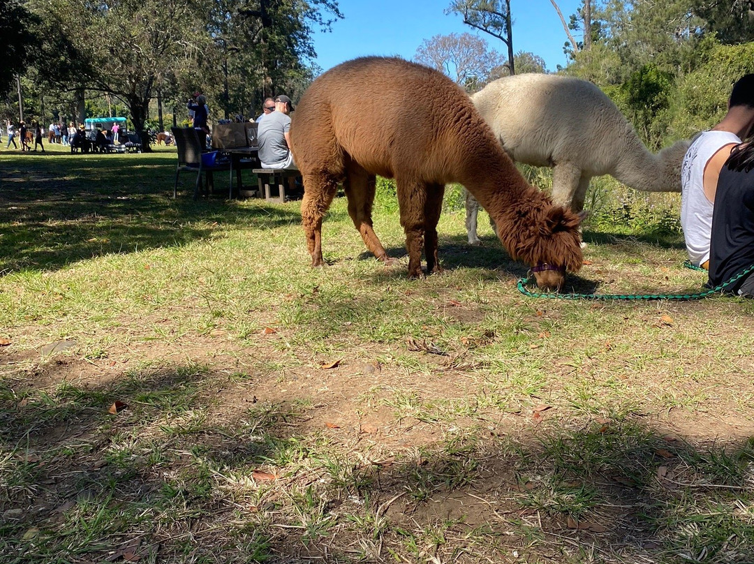 O’Reilly’s Canungra Valley Vineyards-卡伦格拉必去景点