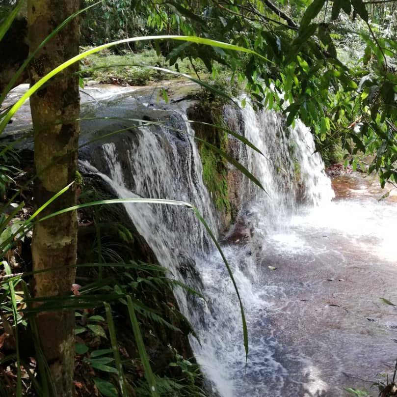 Lambir Hills National Park-美里必去景点