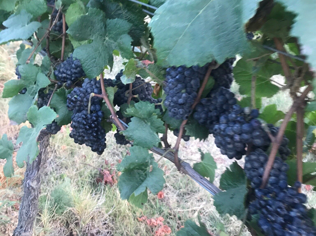 Vineria con Cucina in Fattoria Mancini-佩萨罗必去景点