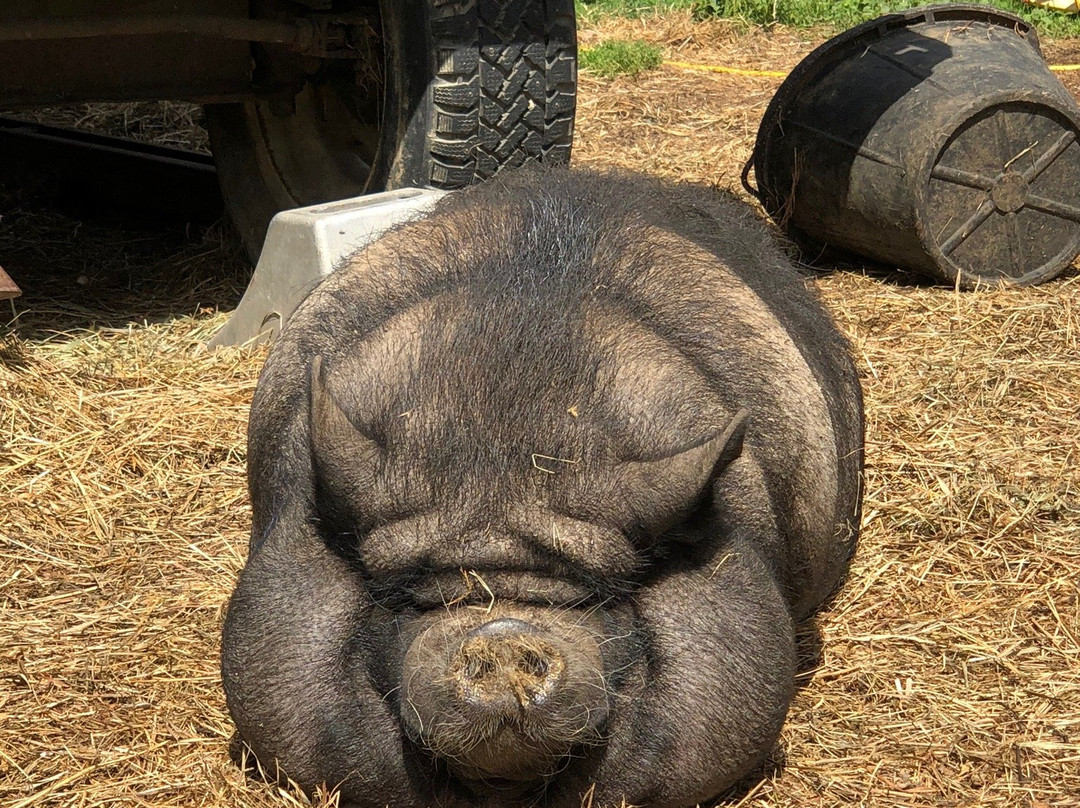 Taylor Farm-Londonderry必去景点