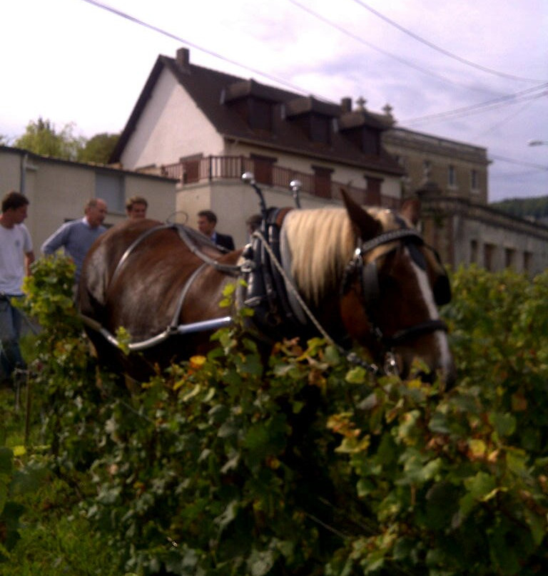 Les Champagnes du Château d'Avize景点图片