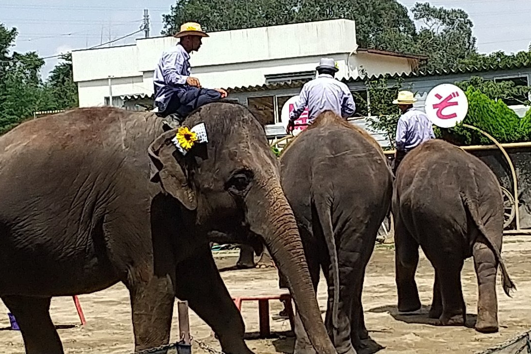 Ichihara Elephant Kingdom-市原市必去景点