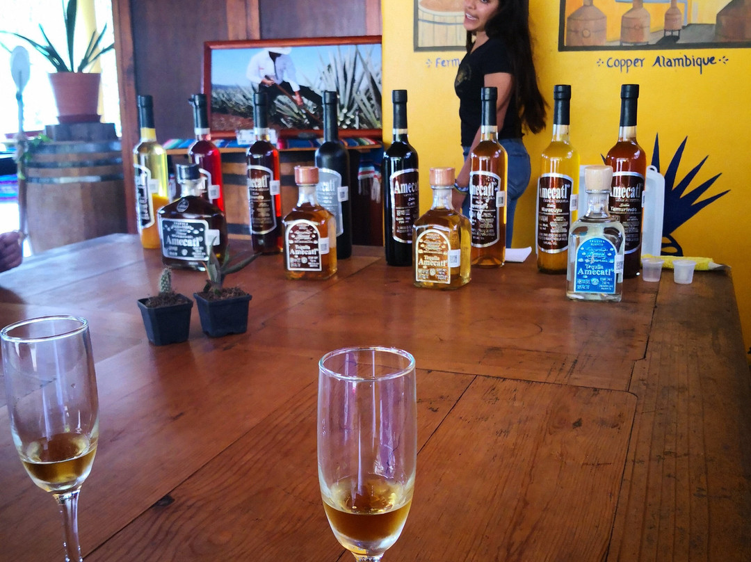 Go Vallarta DMC-瓦拉塔港必去景点