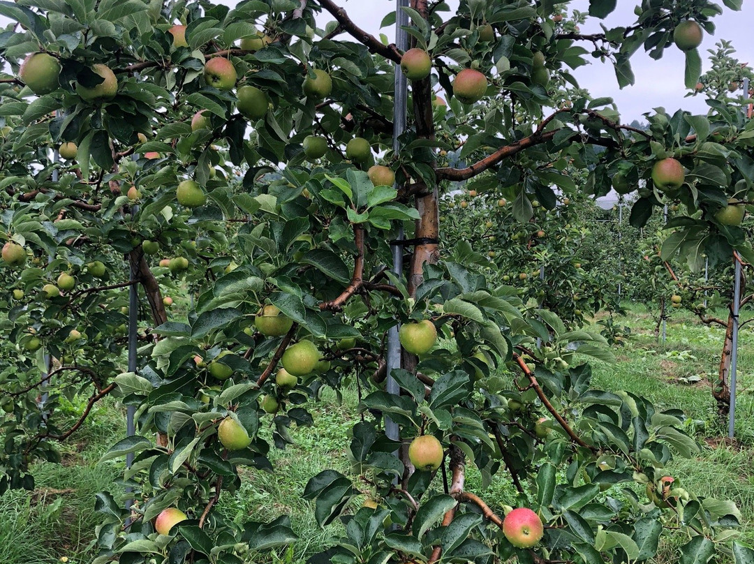 Fujimori Orchards-壮瞥町必去景点