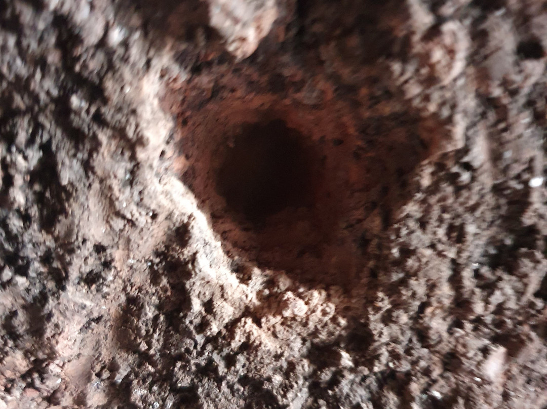 Cuevas del Rey景点图片