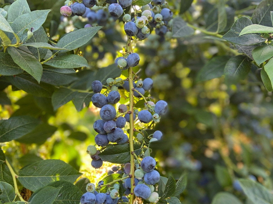 Krause Berry Farms & Estate Winery-Langley必去景点