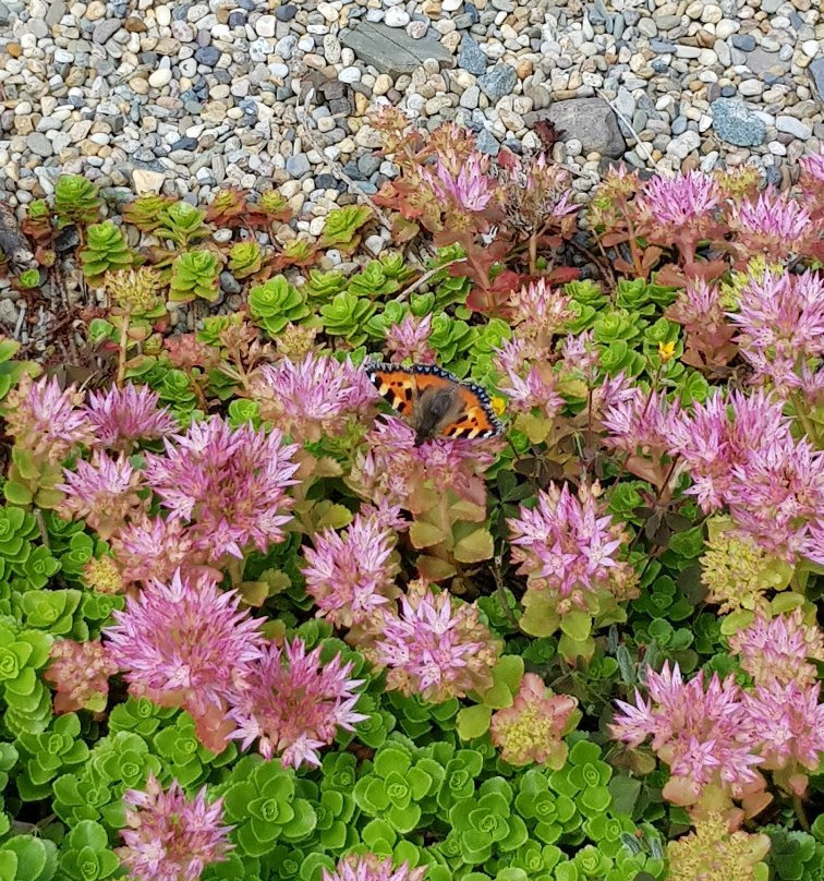 Colclough Walled Garden-Saltmills必去景点