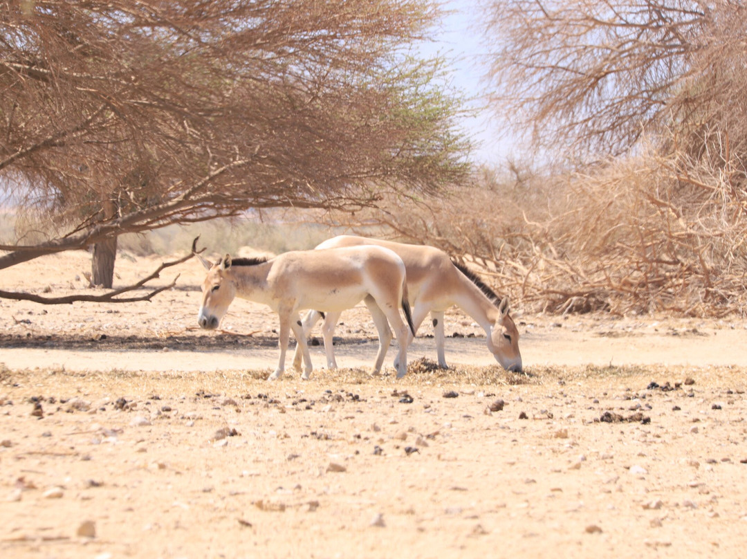 Hai Bar - Wildlife Reserve-埃拉特必去景点