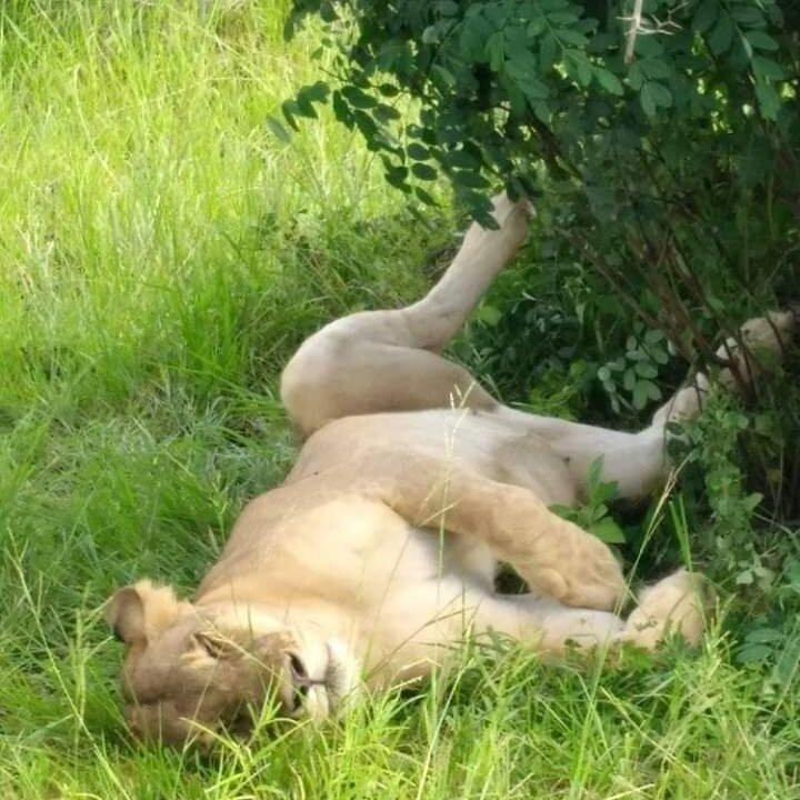 Mafia Beach Bungalows主图