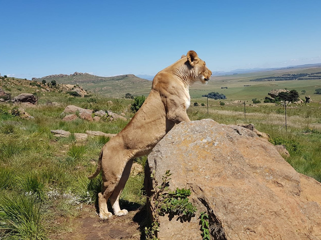 Love Lions Alive-Swinburne必去景点