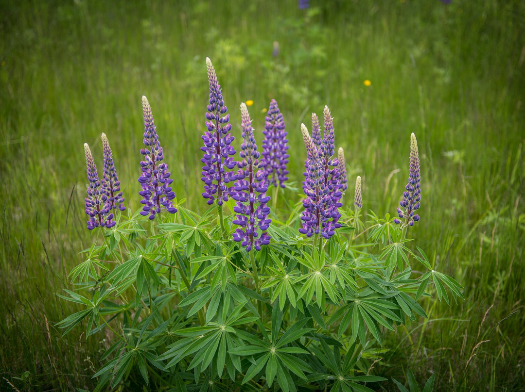 Tallheo Cannery Guest House主图