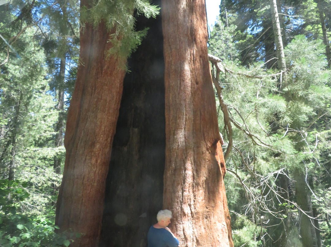 巨人森林-红杉&国王峡谷国家公园必去景点