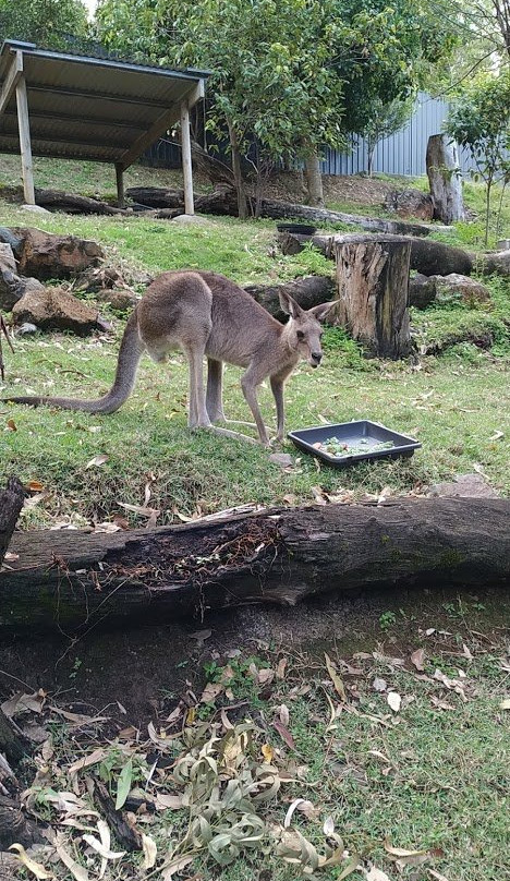 汉密尔顿岛野生动物世界-汉密尔顿岛必去景点