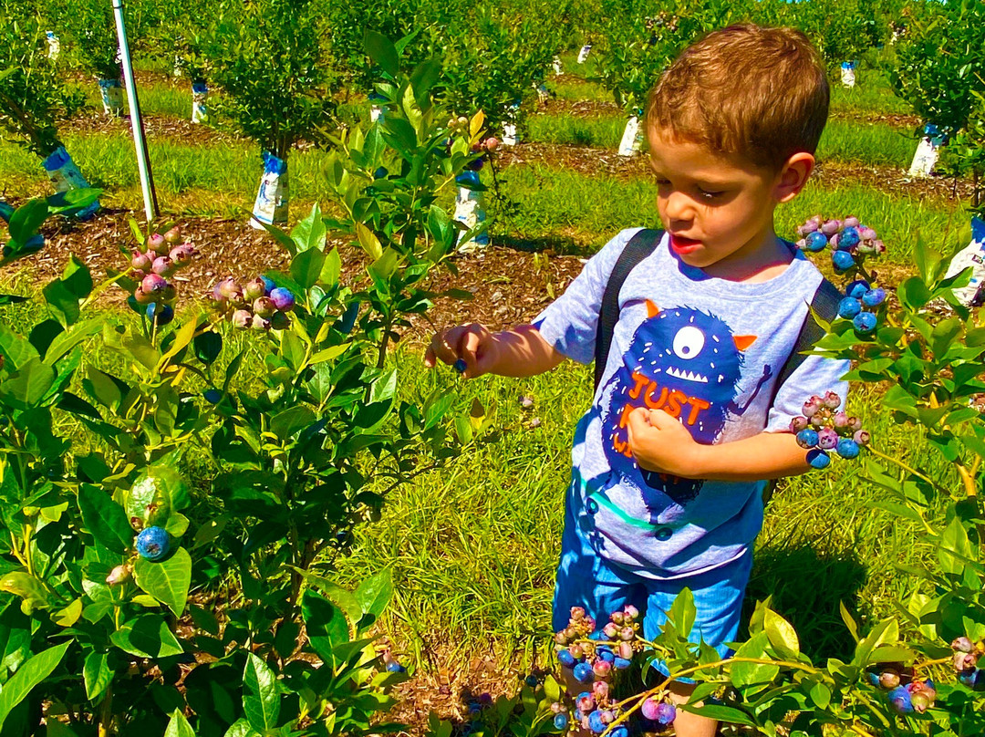 Amber Brooke Farms Williston-Williston必去景点