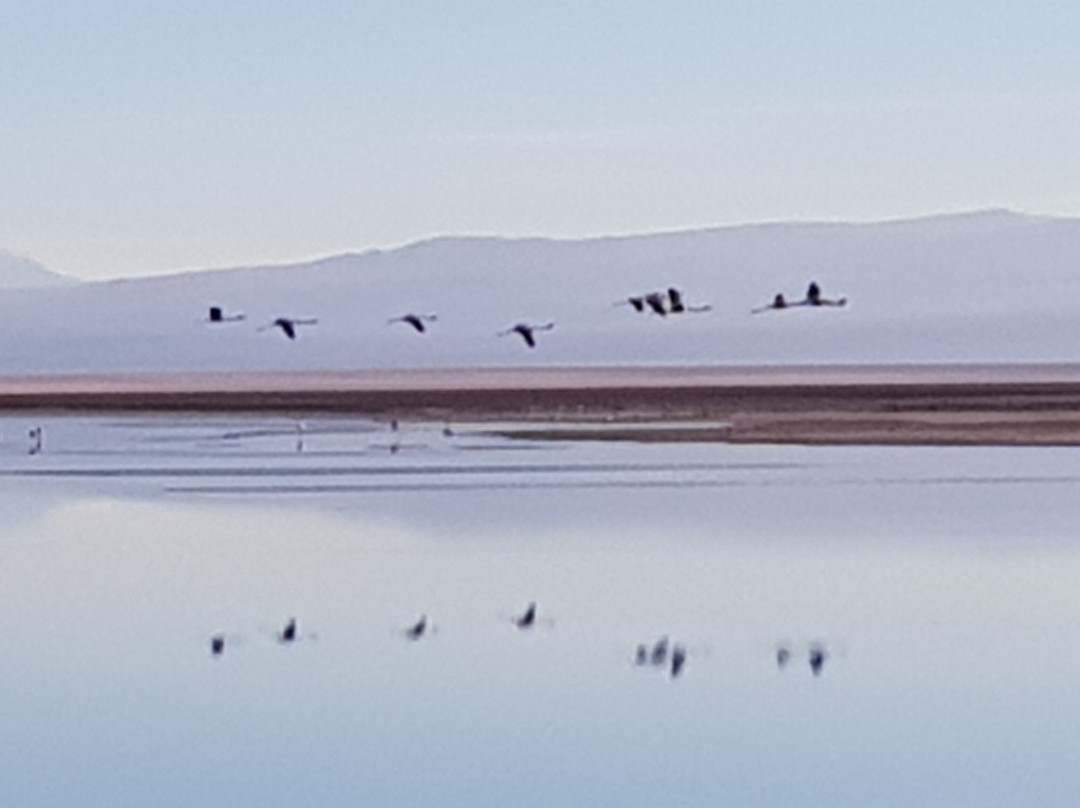 Reserva Nacional de Flamencos景点图片