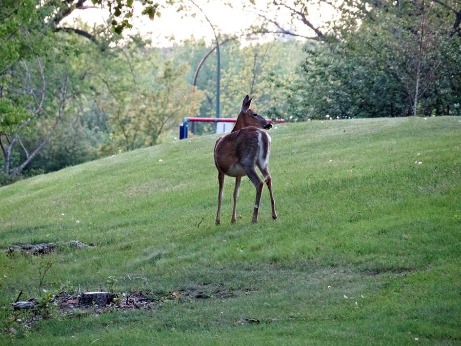 Strathcona Island Park-梅迪辛哈特必去景点
