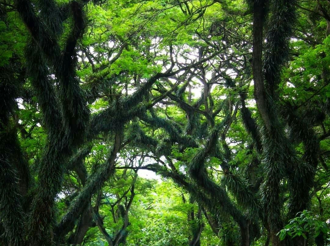 Traveling Banyuwangi-巴纽旺宣必去景点