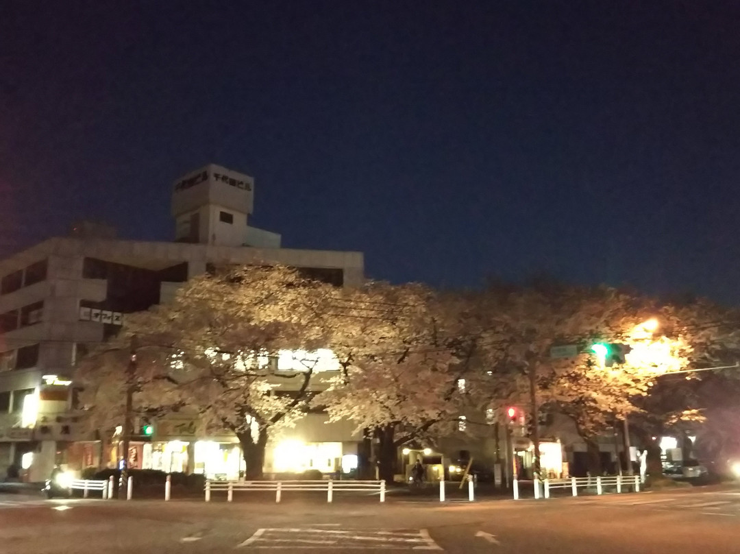 Sagamihara City Hall Sakura Street-相模原市必去景点