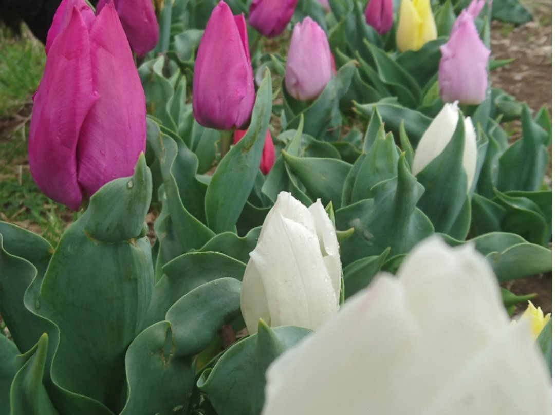 Yokohama Negishi Forest Park-横滨市必去景点
