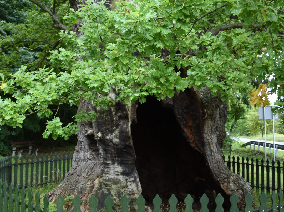 Bazynski Oak景点图片