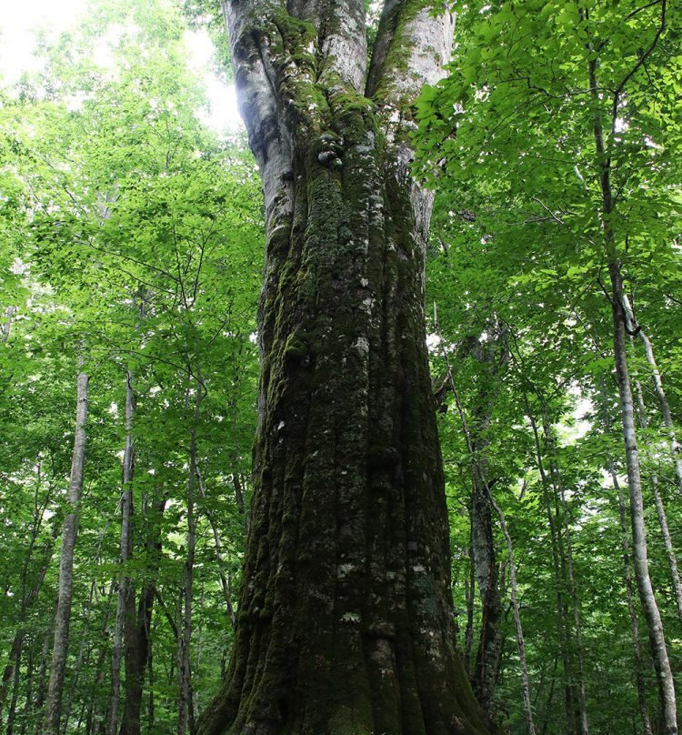 NIdokamui (Mori No Kami)-十和田市必去景点